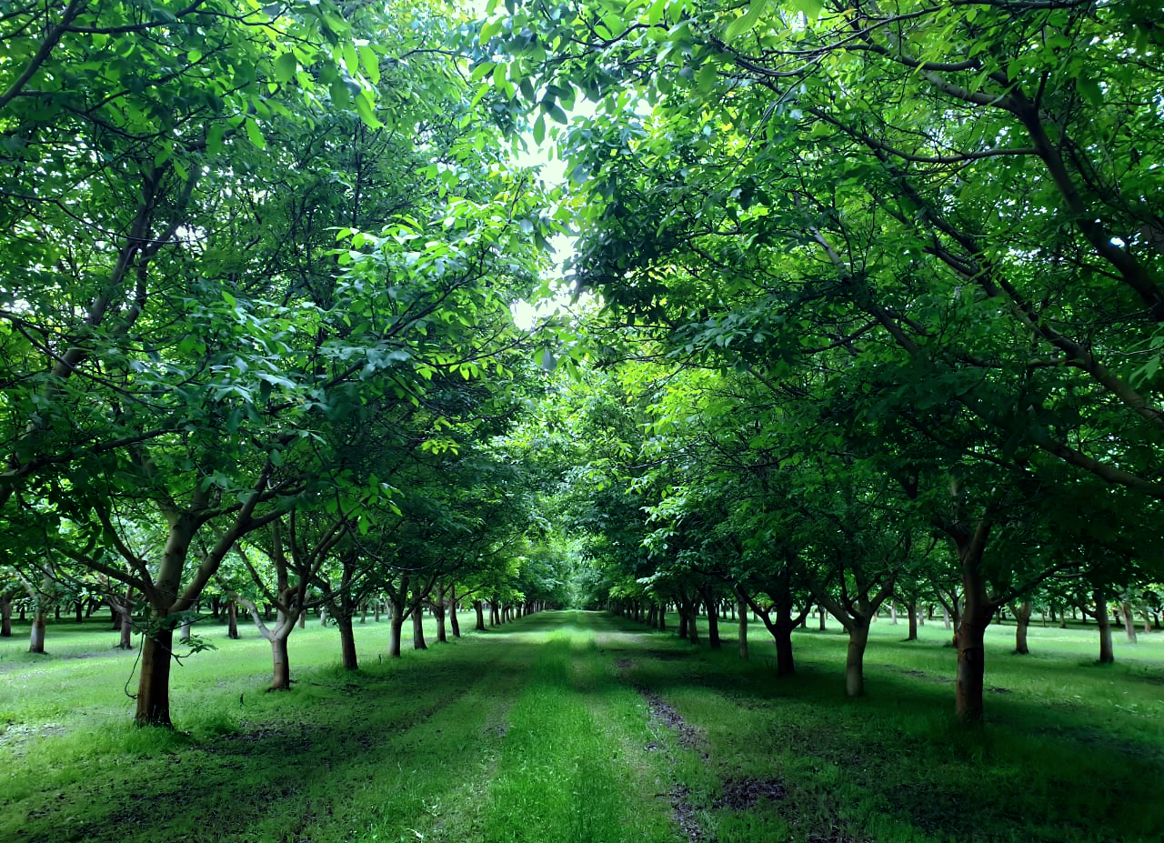 Discover the Origins of South African Walnuts - Rotondo Walnuts.